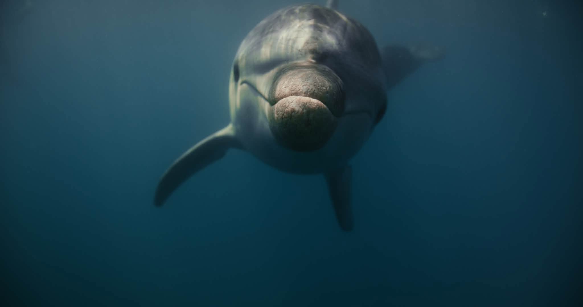 delfin oliver