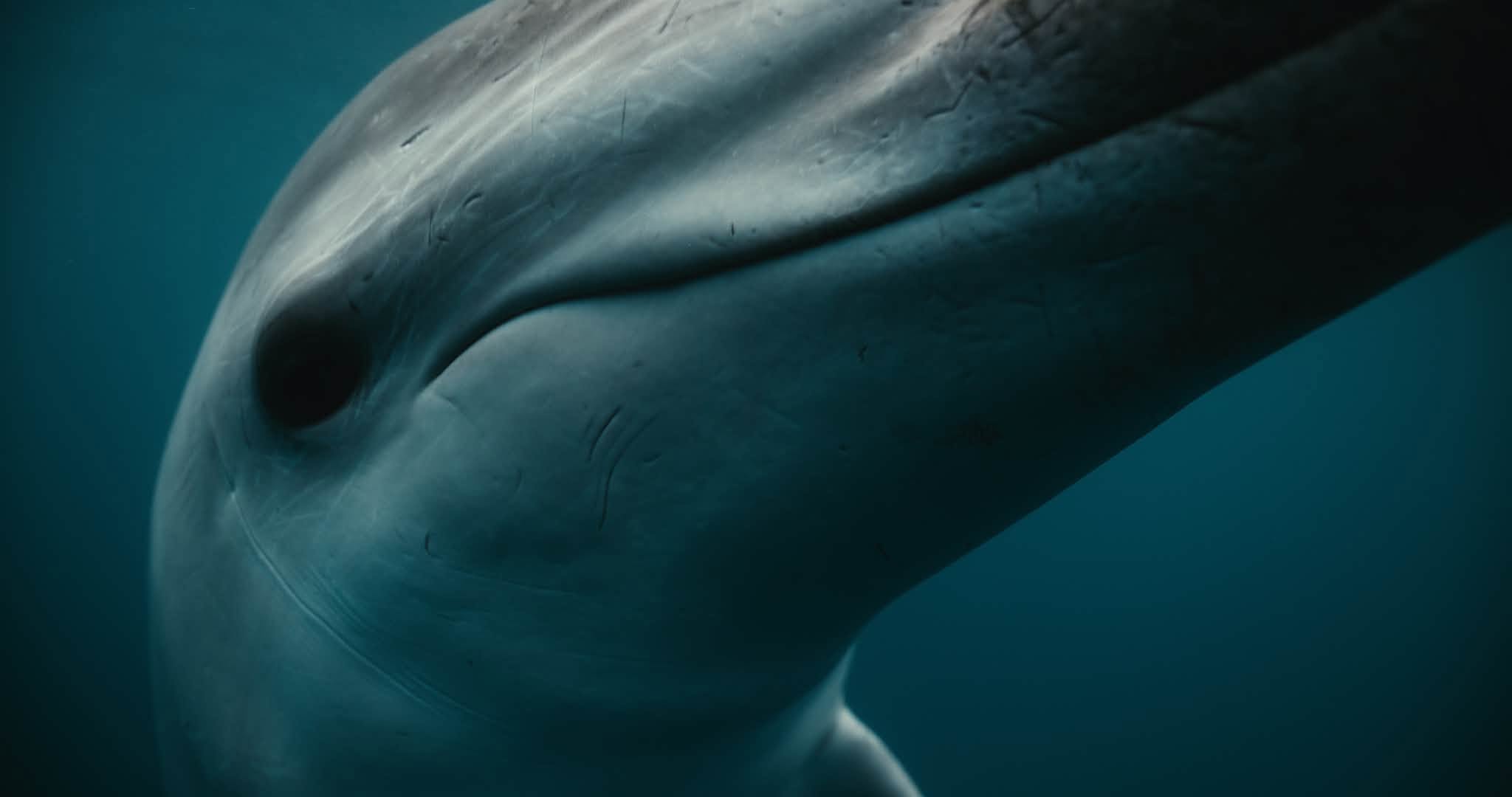 delfin oliver oziljci