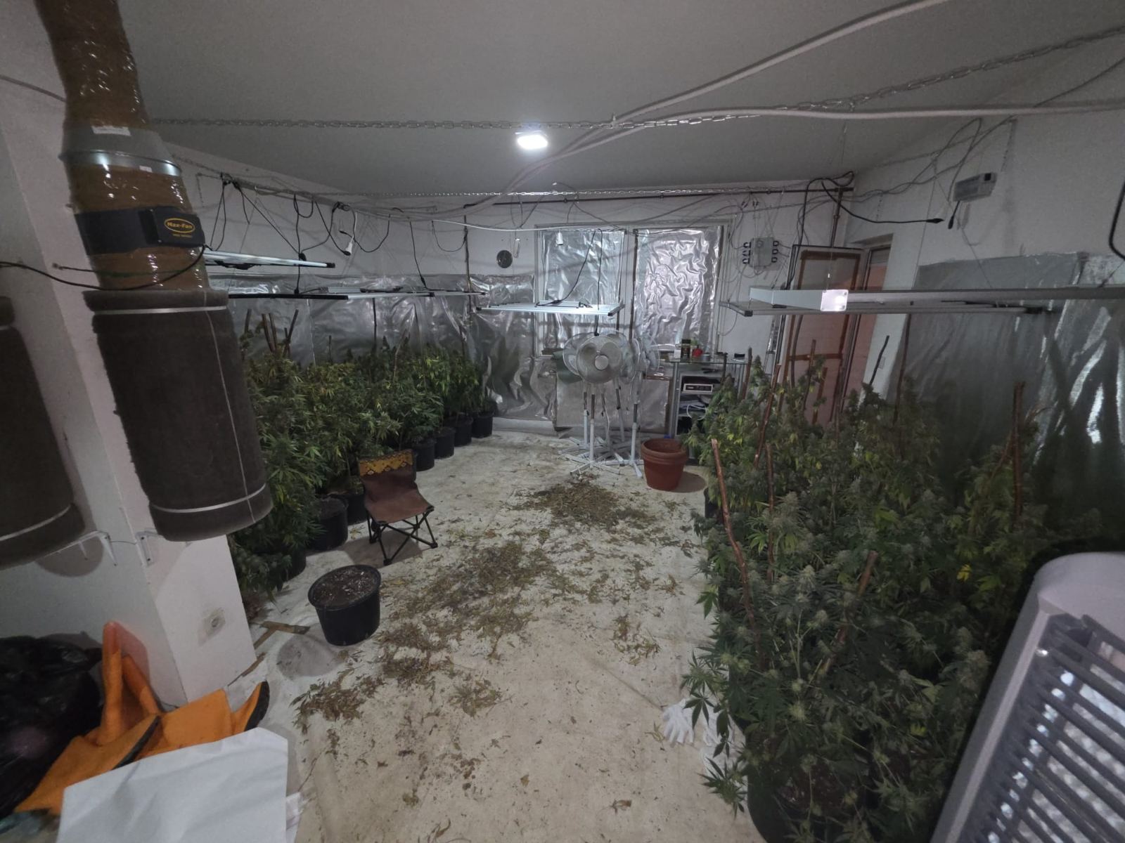 akcija sibica marihuana4.jpg