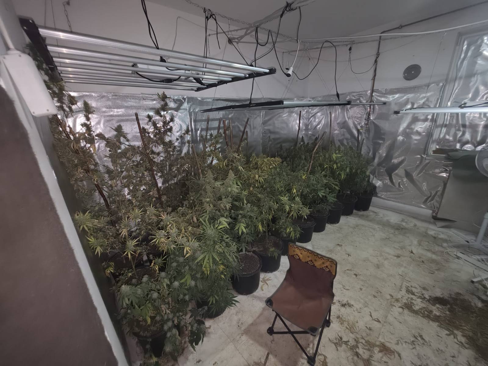 akcija sibica marihuana5.jpg
