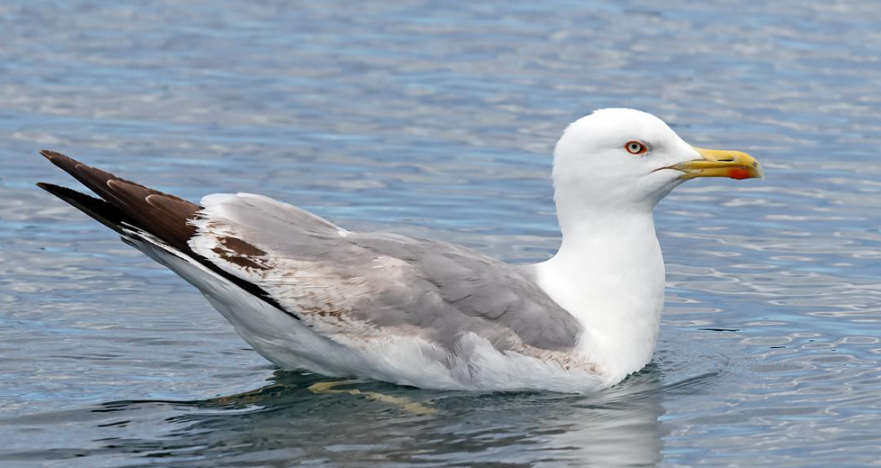galebovi