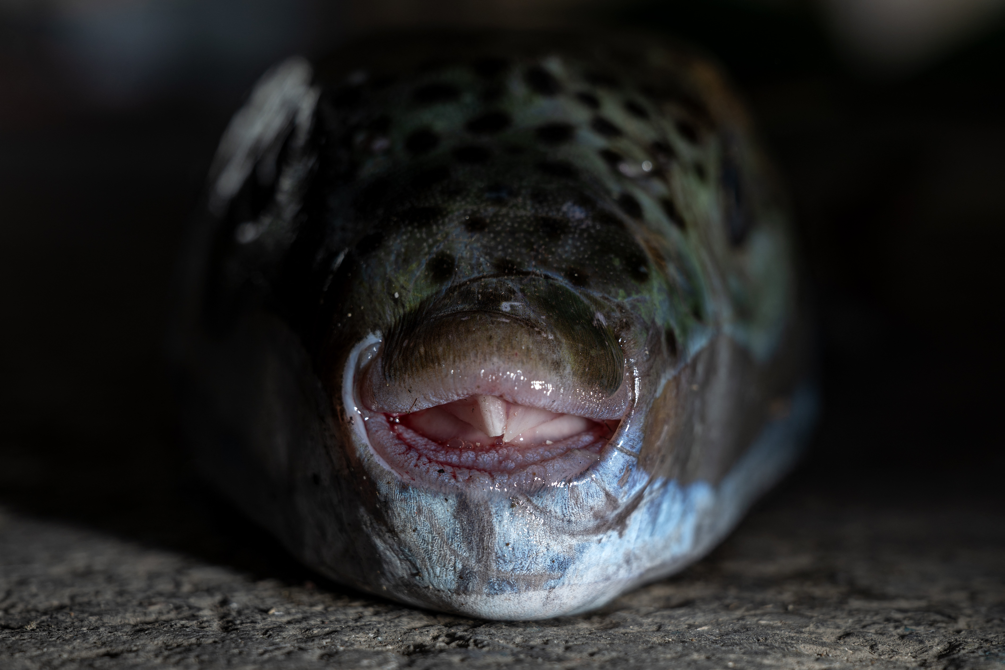 This photo shows a silver-cheeked pufferfish (Lagocephalus sceleratus)