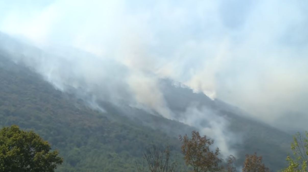 pljesevica