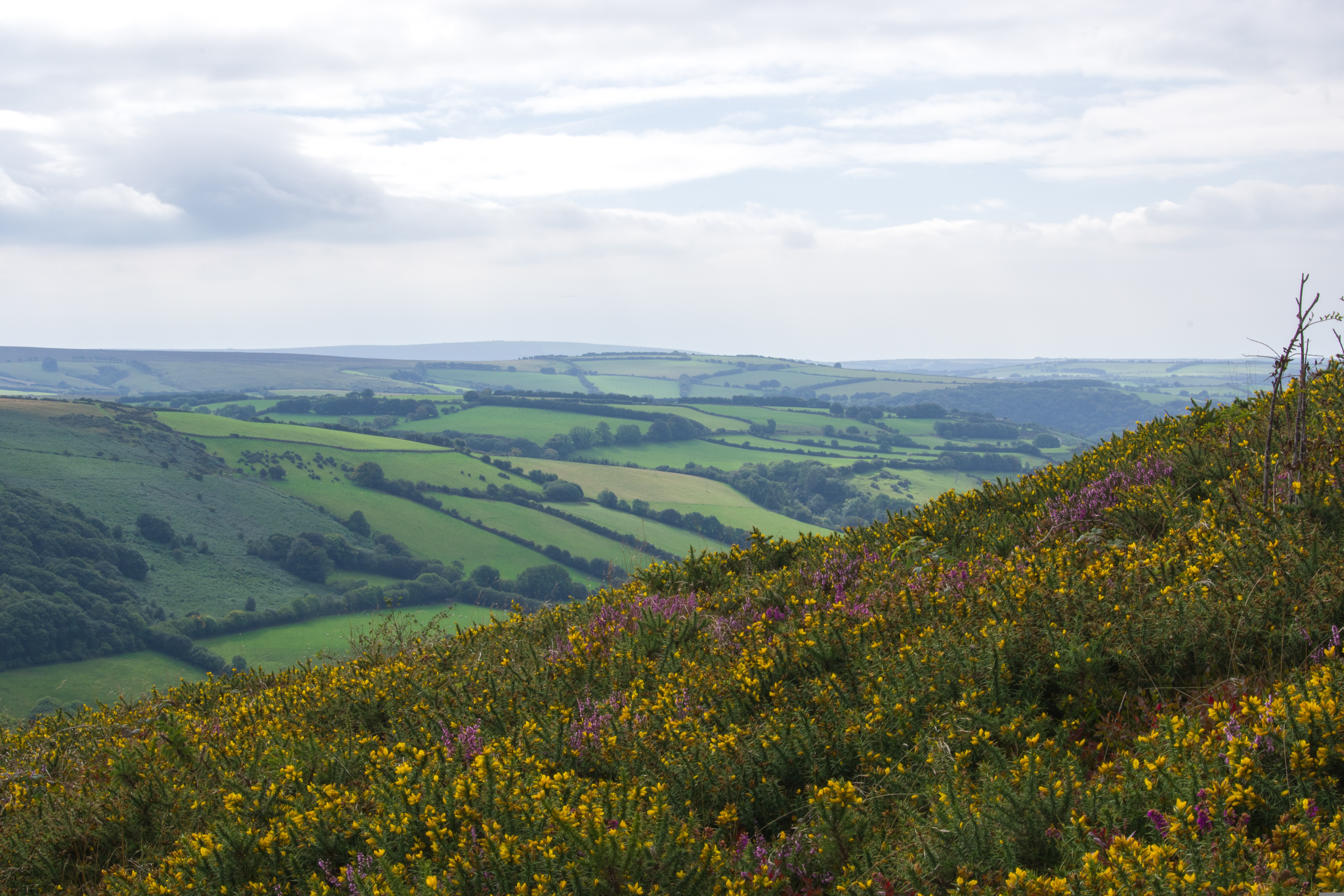 sweetaholic-exmoor-3809629