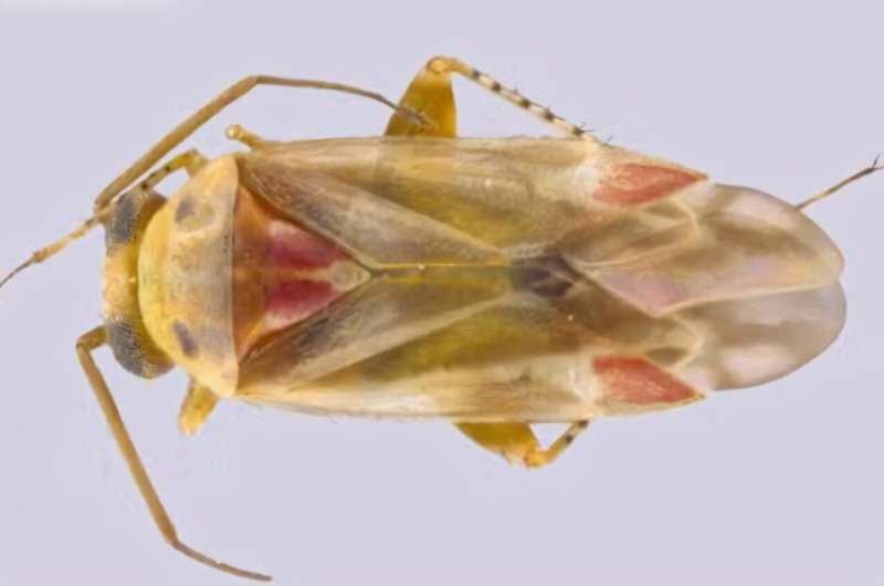 Swiftiephylus amator