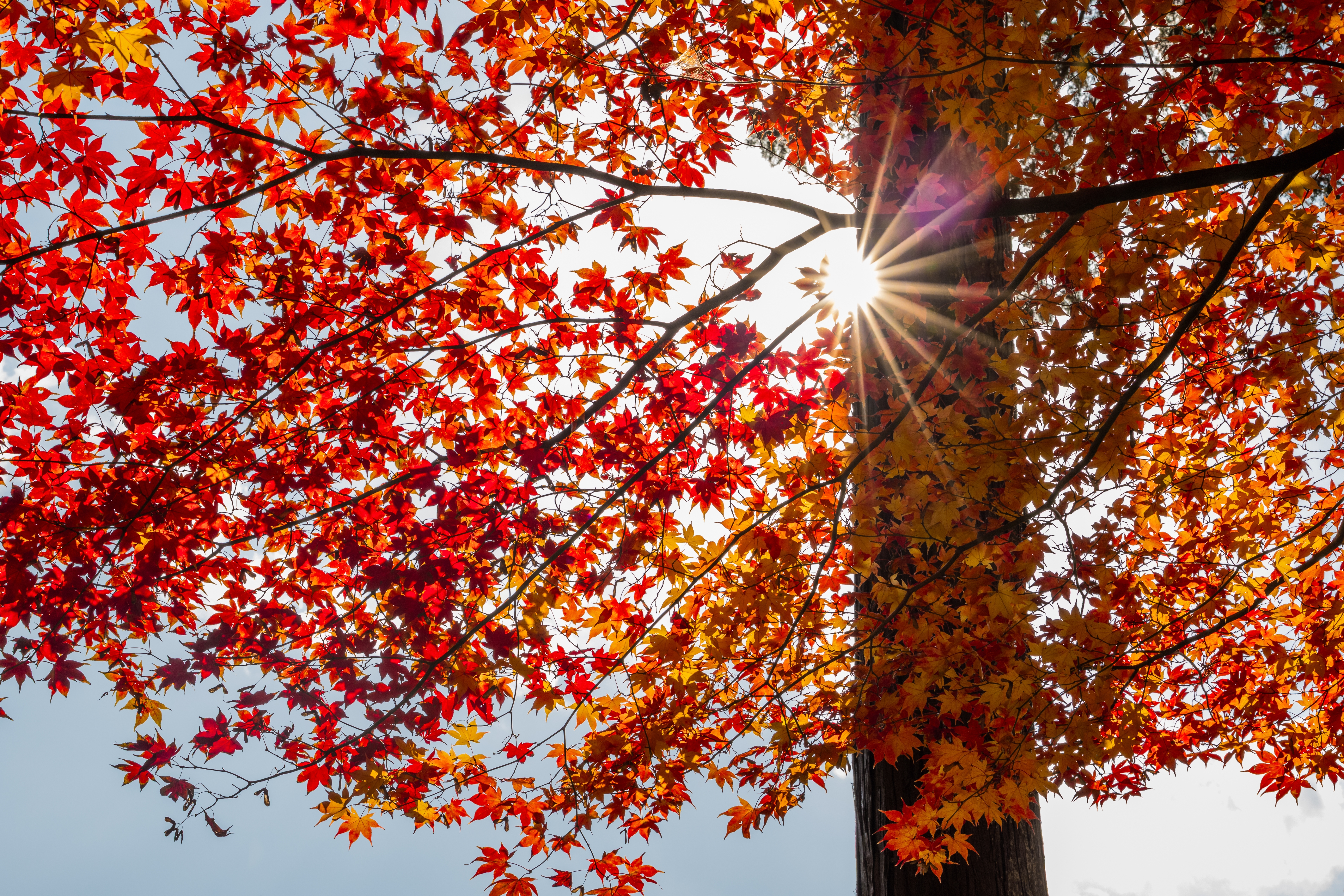 shutterstock_2722296863