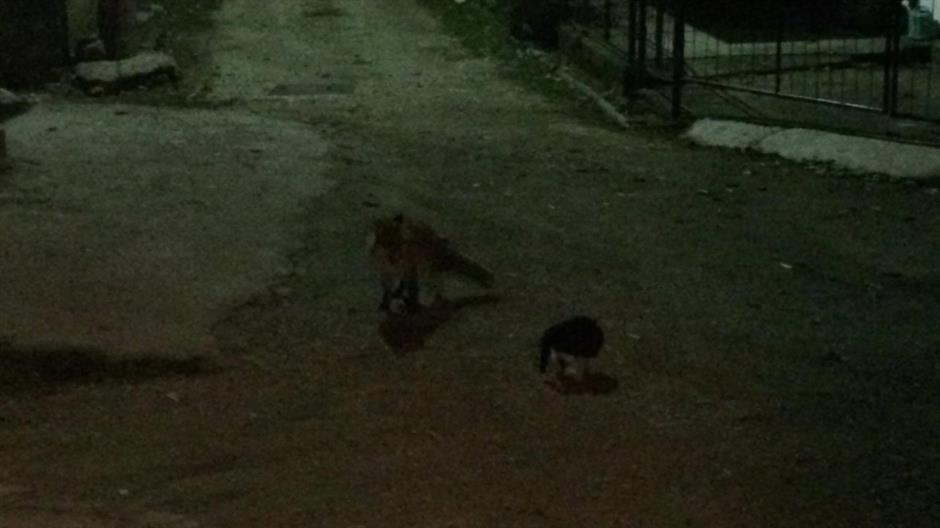 23558174_10155305522647979_193067578_o