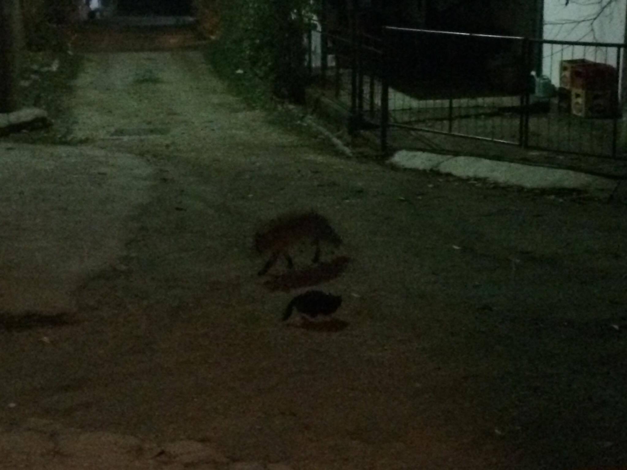 23585352_10155305522737979_54720104_o