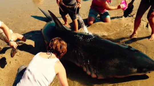 2e8e1096dbf817fbb431ada41b663831