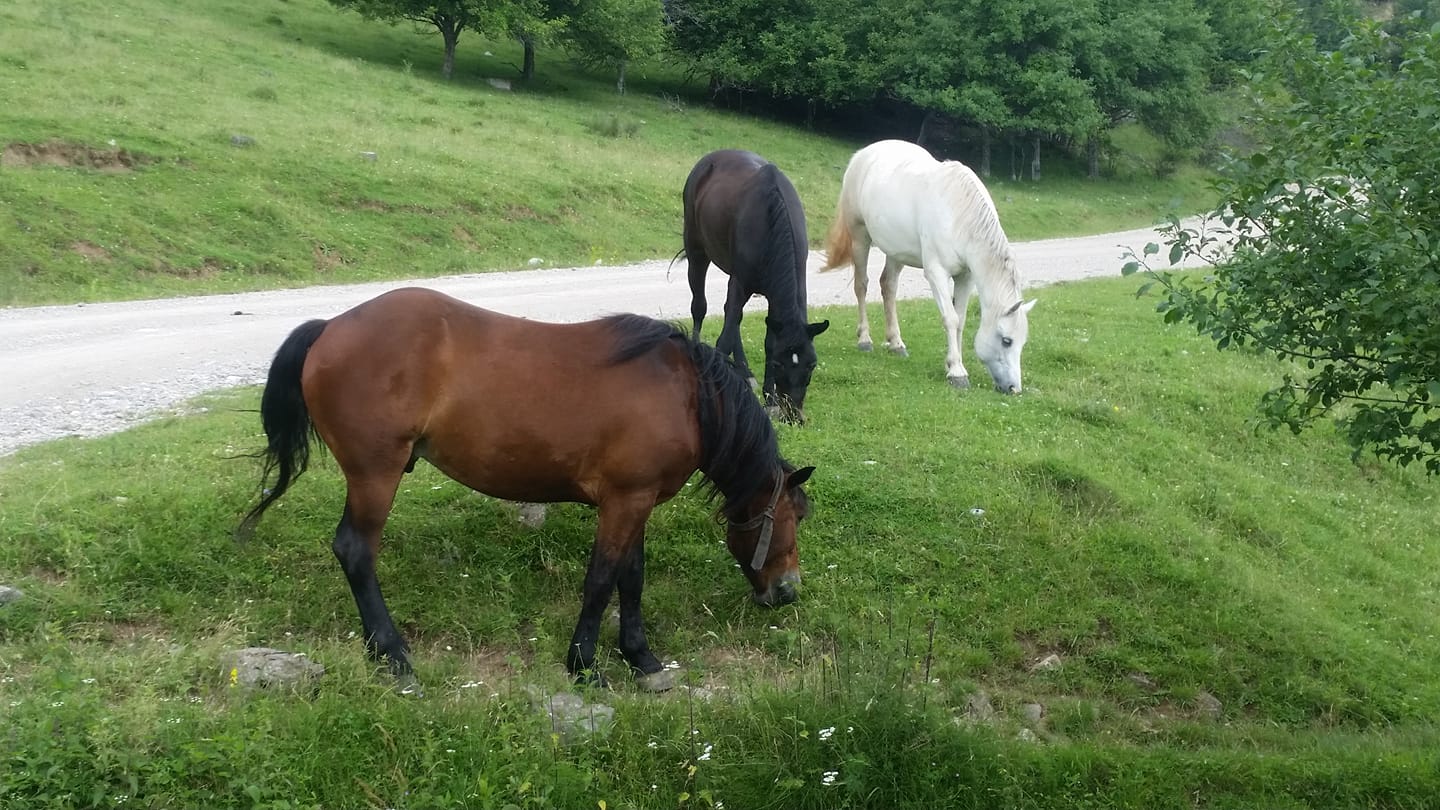 35921687_462370637535450_1670426598047744000_o