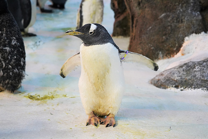 41-year-old-gentoo-olde-at-odense-zoo-the-worlds-oldest-living-penguin-in-captivity_tcm25-634397