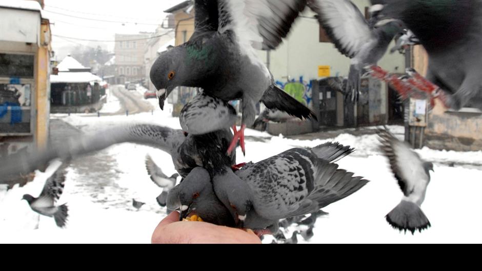 71 snijeg golubovi tuzla