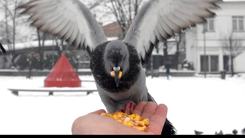 72 snijeg golubovi tuzla