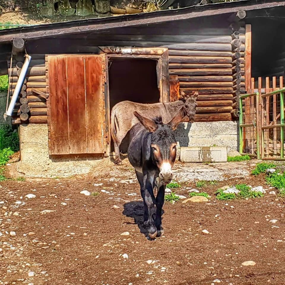 75362479_3232018396870155_5395220385455144960_n