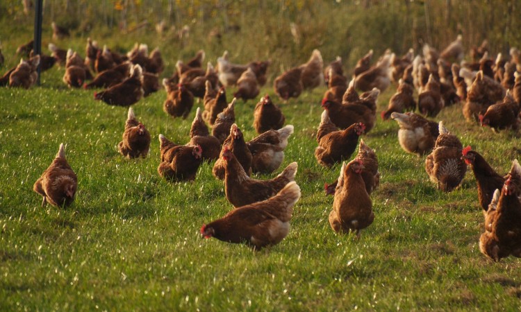 perad kokosi pticija gripa