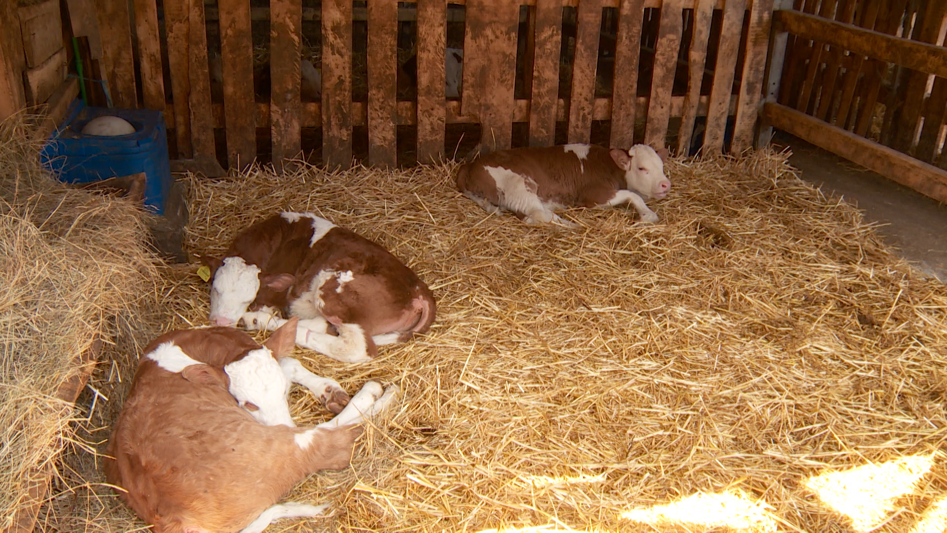 SA-POLJOPRIVREDNICI PKG-ALT-1(20210504-174959952).mxf.00_00_08_10.Still001