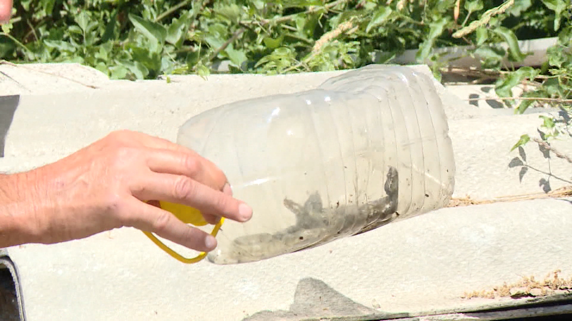 SA-ZMIJA PKG-DJK-1(20210702-162521273).mxf.00_00_04_12.Still001