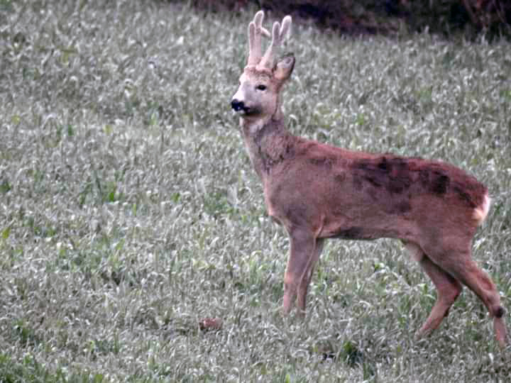Бијељина - срндаћ Јеленко