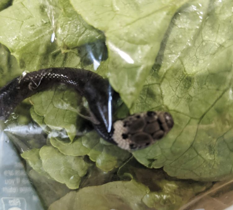 Tan2021-4-16_4251115_0-scaled-e1618557160890-750x675