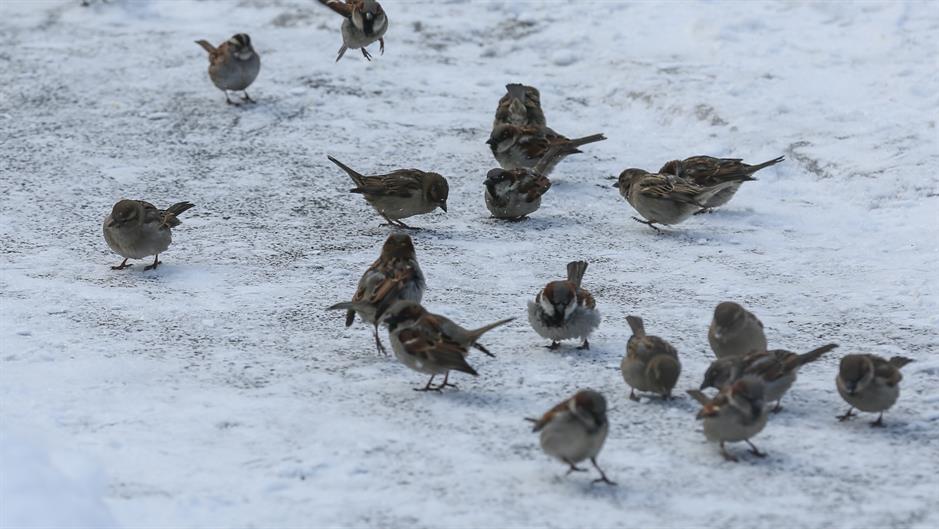 aa_picture_20150217_4571941_high