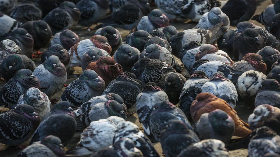 aa_picture_20150217_4571943_high