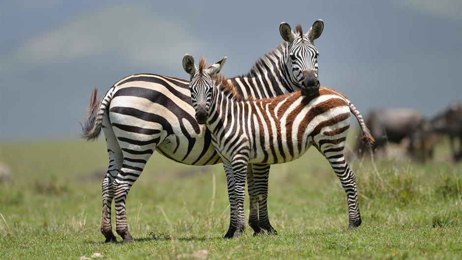 aa_picture_20150218_4577583_high