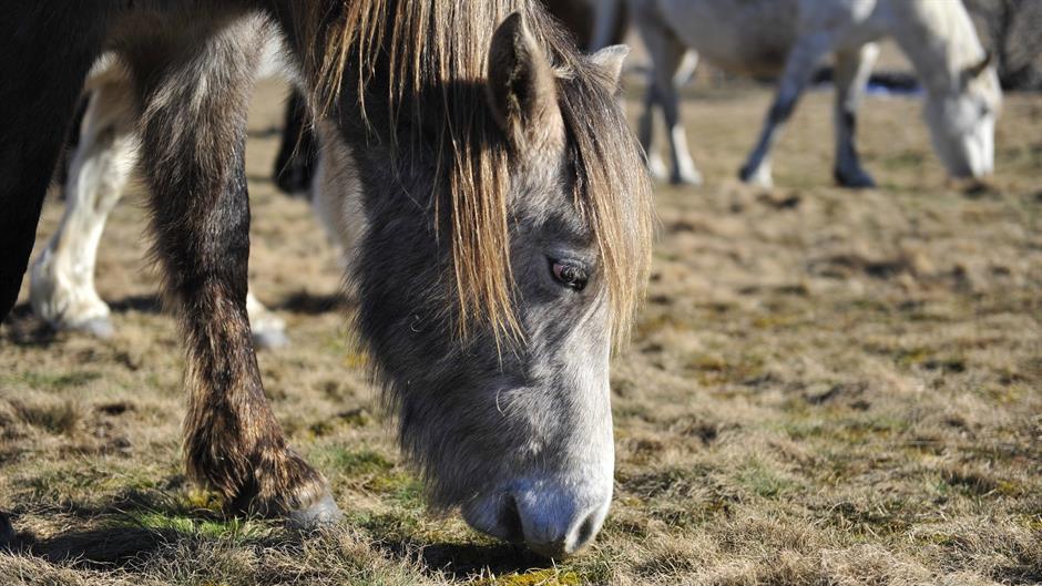 aa_picture_20150219_4583206_high