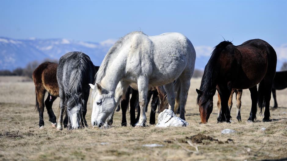 aa_picture_20150219_4583207_high