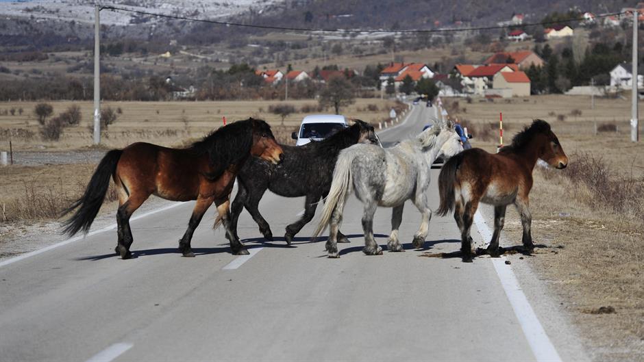 aa_picture_20150219_4583215_high