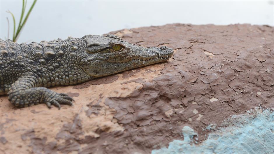 aa_picture_20150301_4669217_high