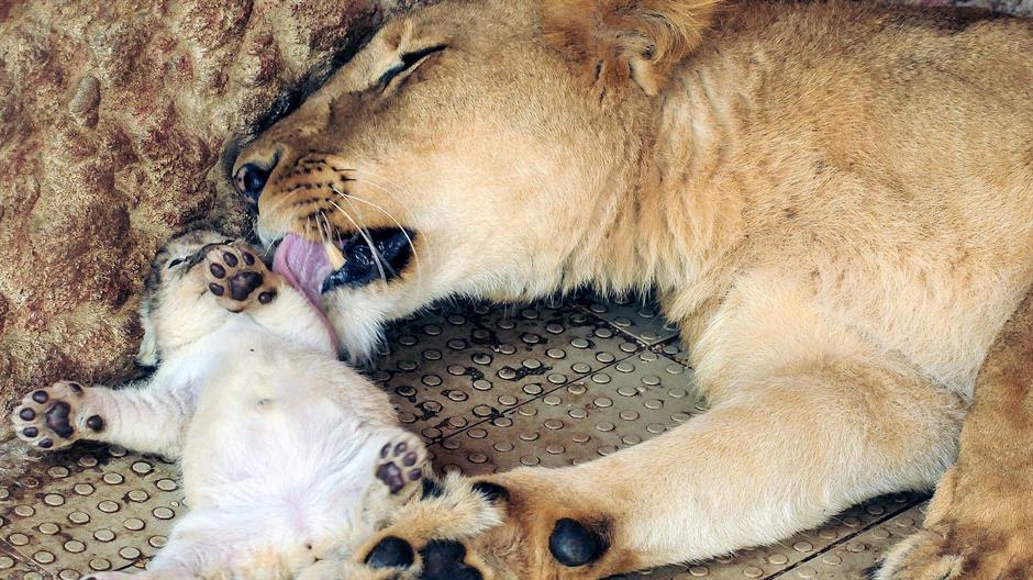 aa_picture_20150326_4888660_high