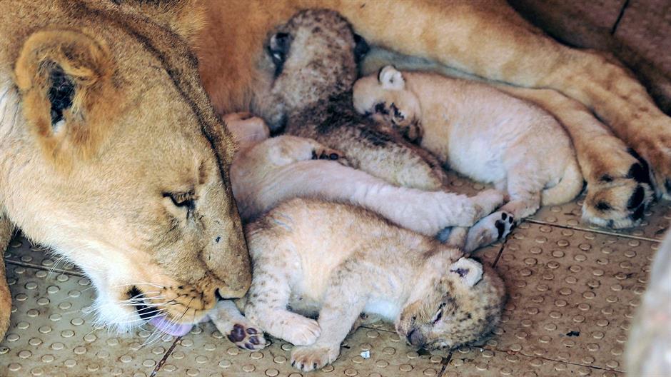 aa_picture_20150326_4888661_high