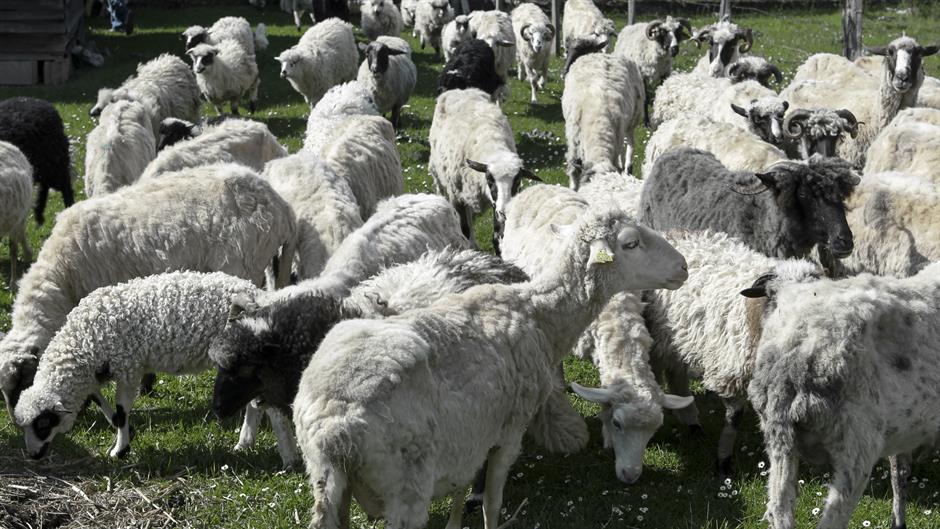 aa_picture_20150430_5192099_high