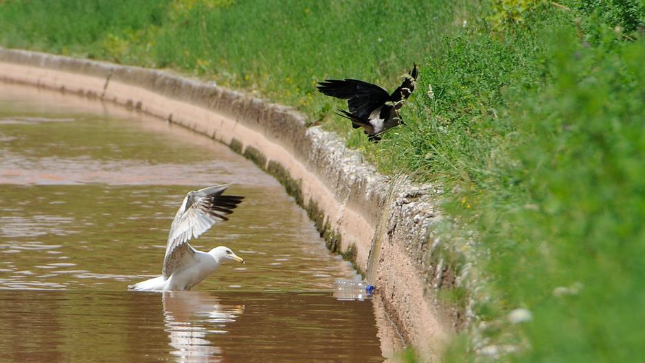 aa_picture_20150614_5622498_high