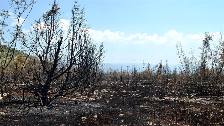 aa_picture_20150721_5899584_high