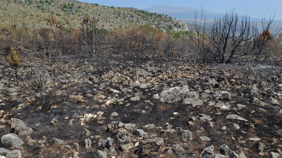 aa_picture_20150721_5899586_high