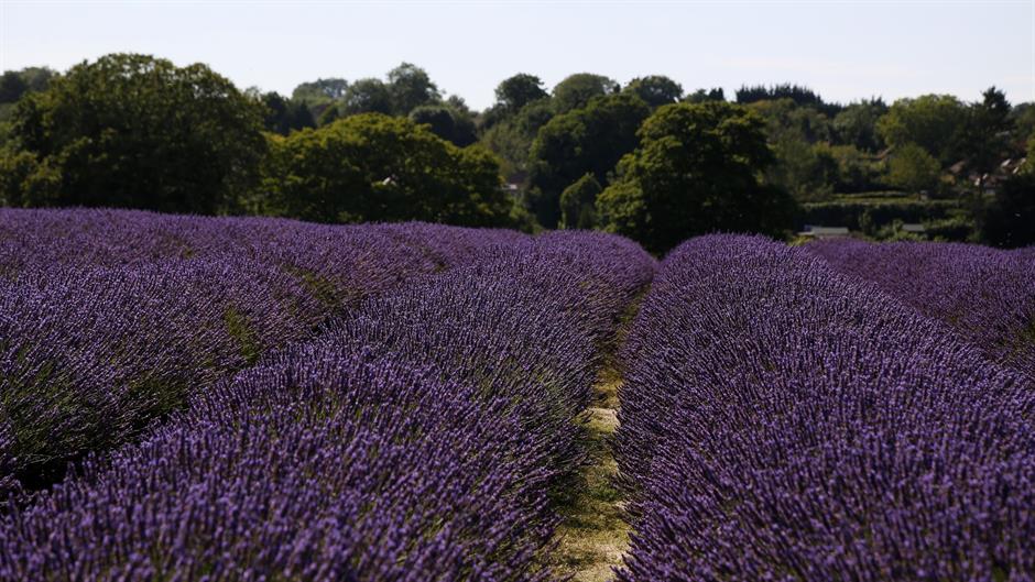 aa_picture_20150803_5981982_high