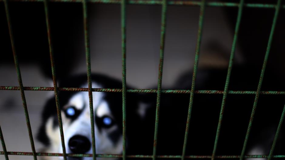 aa_picture_20151105_6725356_high