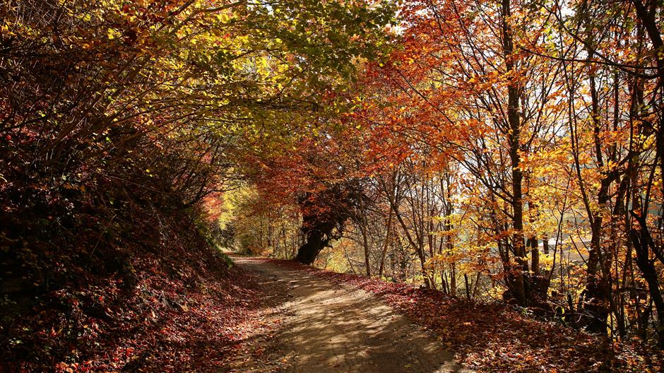 aa_picture_20151107_6738312_high