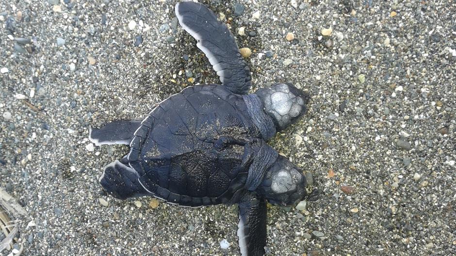 aa_picture_20151126_6905922_high