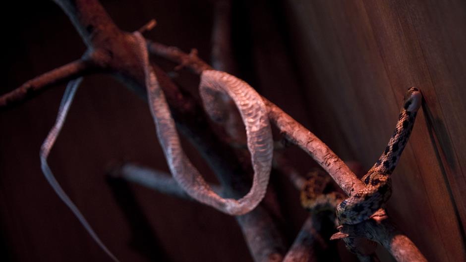 aa_picture_20151210_7021821_high