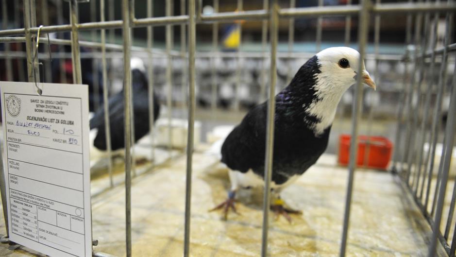 aa_picture_20151211_7027953_high