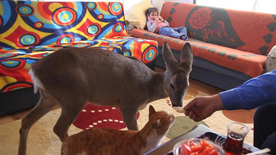 aa_picture_20151220_7099295_high