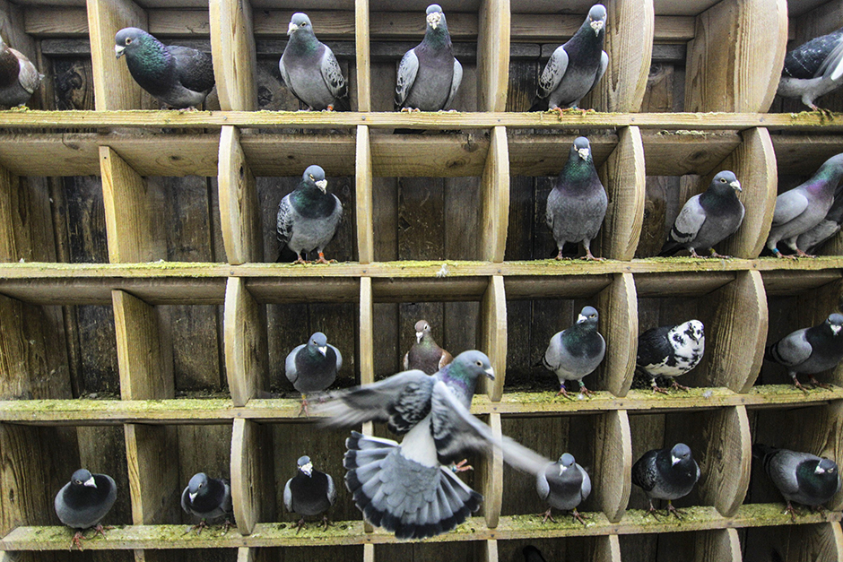 ANADOLIJA/Samir Yordamoviç