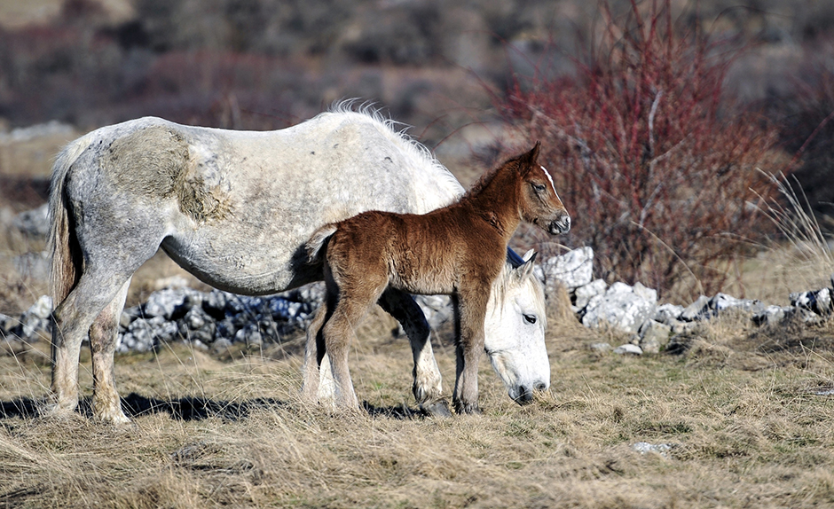 ANADOLIJA/Denis Zuberi