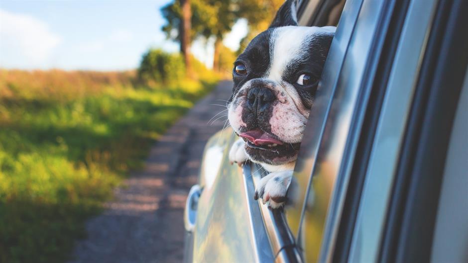 adorable-1850465_1920