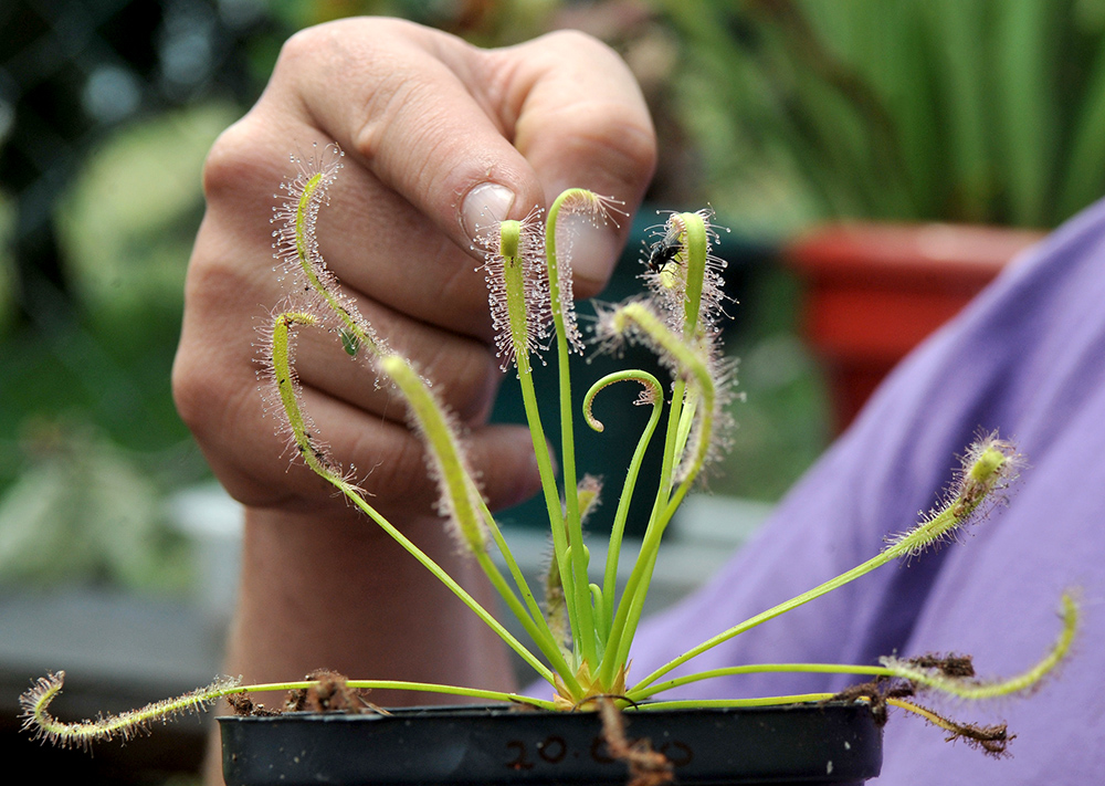 AFP/Guillermo Legaria