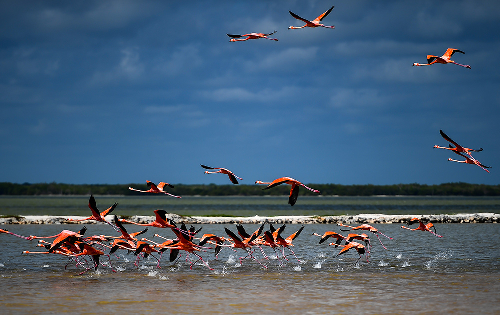 AFP/Ronaldo Schemidt