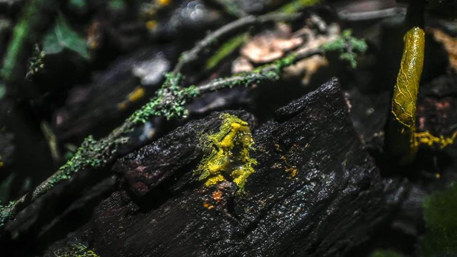 AFP STEPHANE DE SAKUTIN (1)