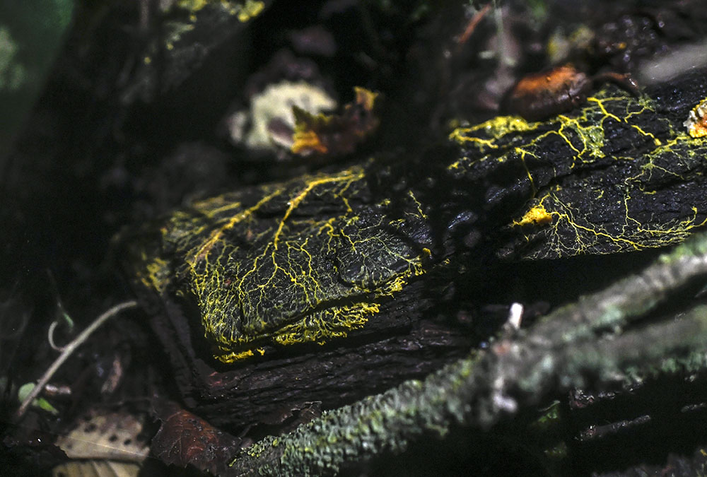 AFP/Stephane de Sakutin